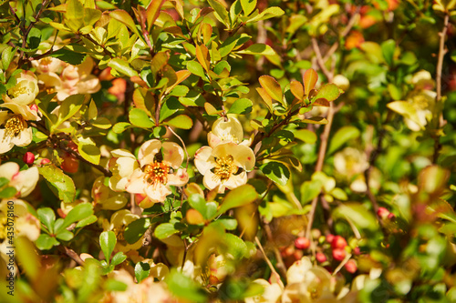 pigwa, Chaenomeles japonica photo