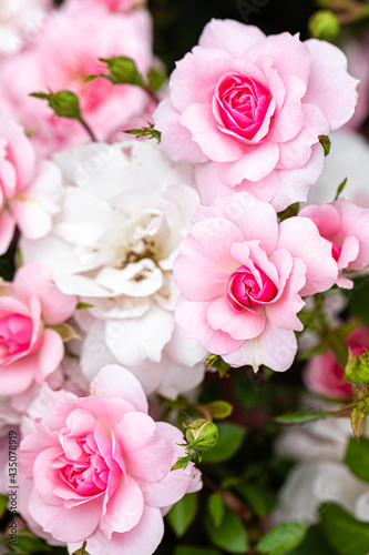 Fototapeta Naklejka Na Ścianę i Meble -  rose close-up in a rose garden