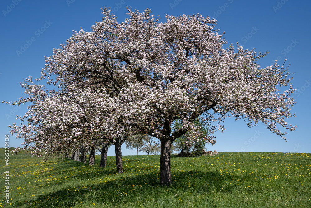 Blühender Apfelbaum am Beginn einer Baumreihe in einer Wiese mit gelben Wiesenblumen Blühender Apfelbaum am Beginn einer Baumreihe in einer Wiese mit gelben Wiesenblumen