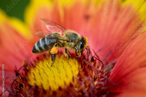 Bee on a rose gathering pollen and nectar