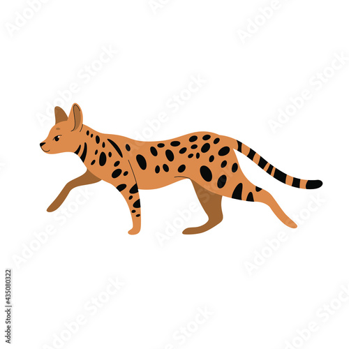 Asher cat. Cute cat character. Vector illustration in cartoon style for poster  postcard.