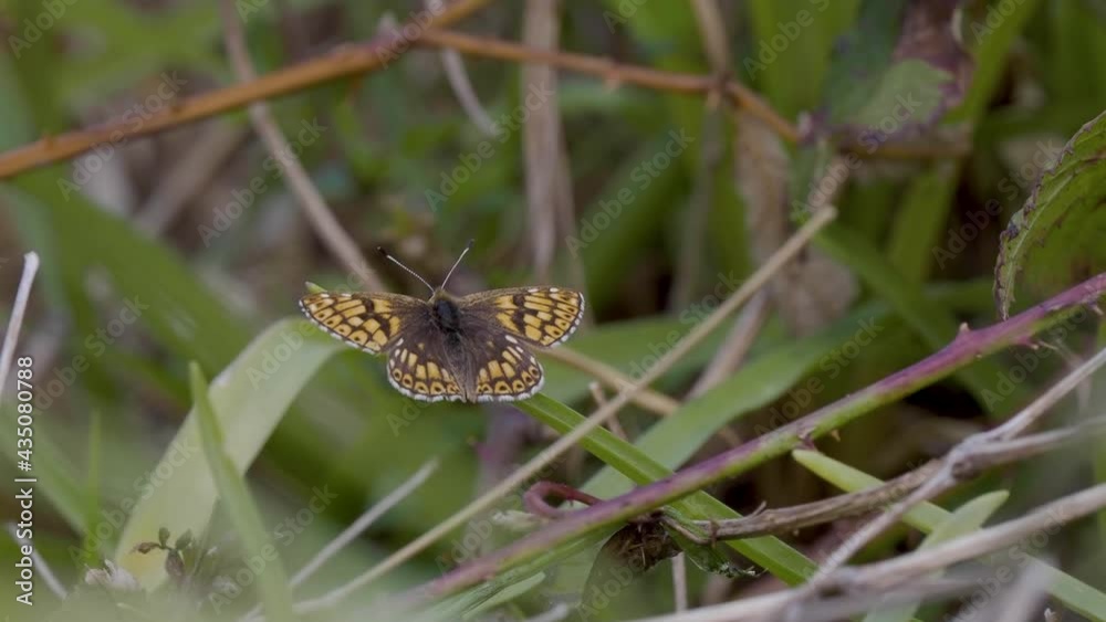 Duke of Burgundy Butterfly Duke of Burgundy Butterfly