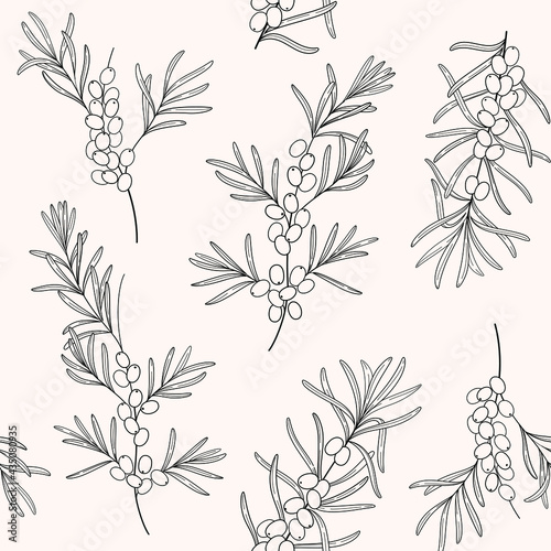 Branch of sea buckthorn. Trendy pattern with twig. Vector contour illustration.