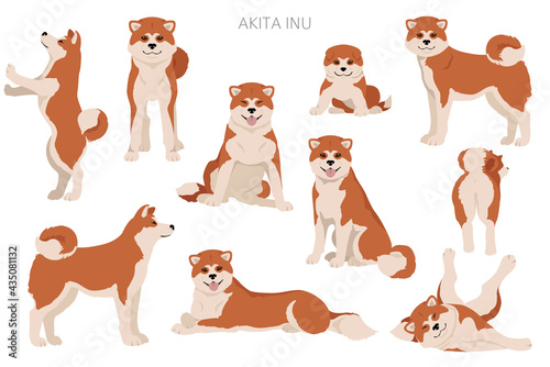 Akita Inu all colours clipart. Different coat colors set