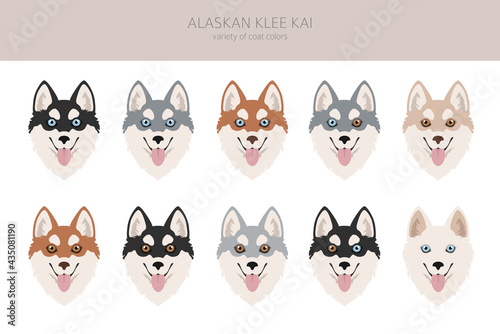 Alaskan klee kai all colours clipart. Different coat colors set