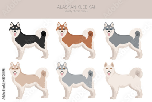 Alaskan klee kai all colours clipart. Different coat colors set