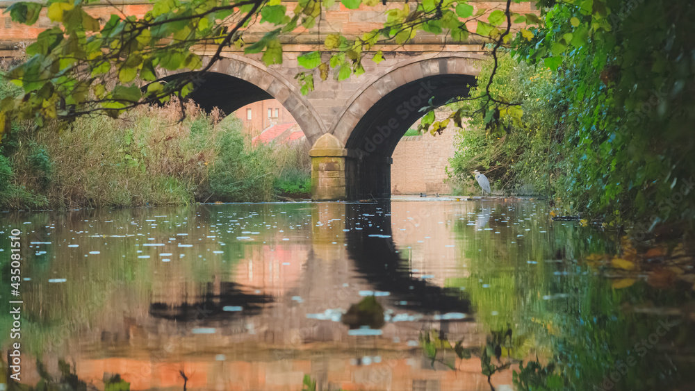 A Grey Heron (Ardea cinerea) under an archway of an old stone bridge, wading over a reflection on the Water of Leith in Stockbridge, Edinburgh, Scotland, Uk.