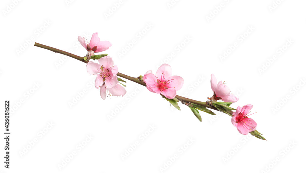 Naklejka premium Beautiful sakura tree branch isolated on white