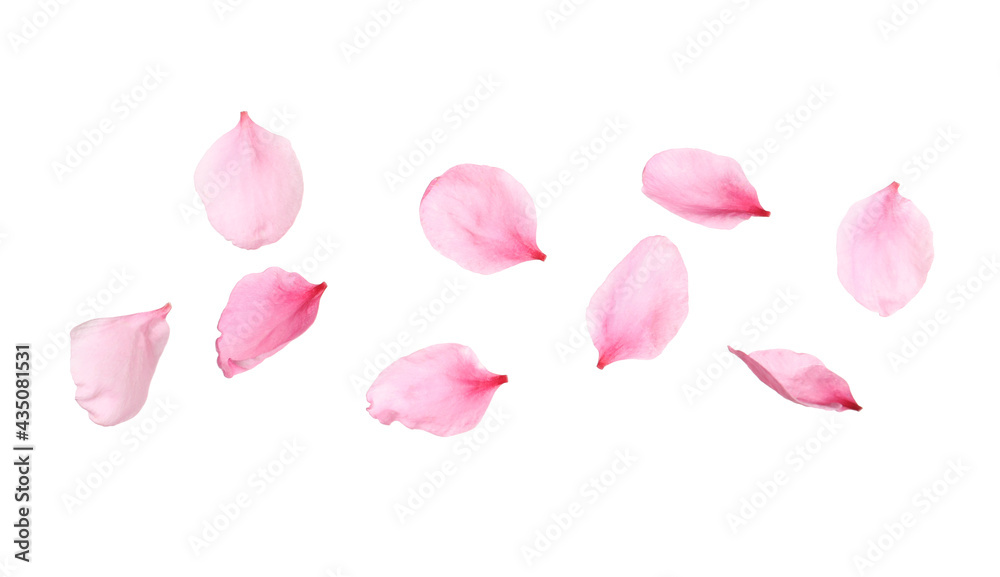 custom made wallpaper toronto digitalBeautiful sakura flower petals on white background