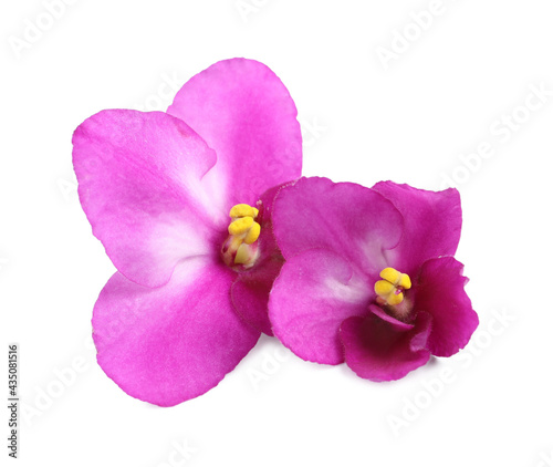 Pink violet flowers isolated on white. Delicate house plant