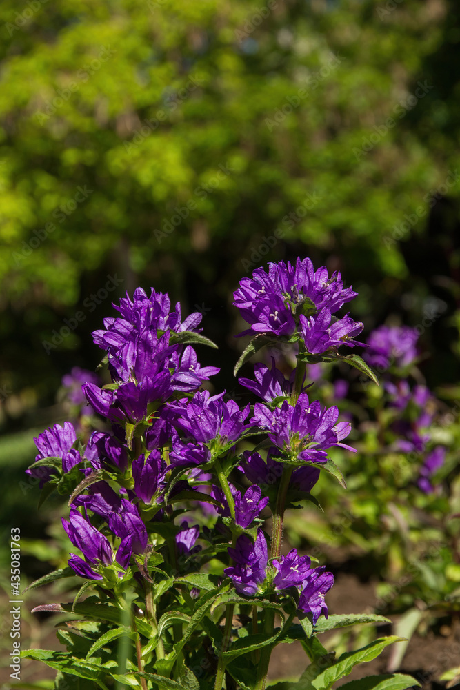 Purple flowers Campanula glomerata in garden with defocused green background 