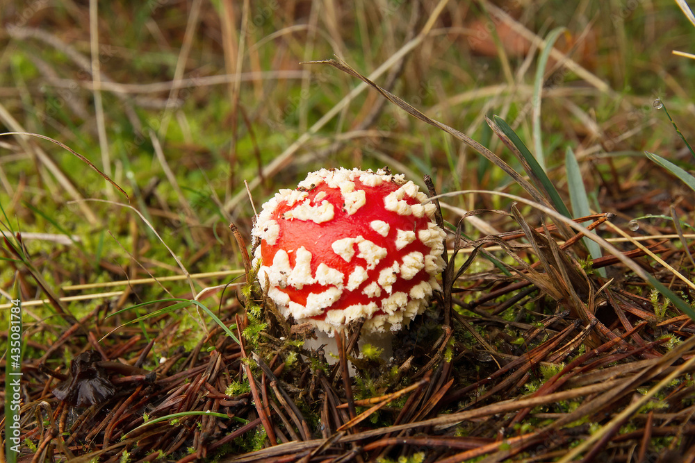 Young Red Mushroom scaly or whiteheads, Fly Agaric ( Amanita Muscaria ) Young Red Mushroom scaly or whiteheads, Fly Agaric ( Amanita Muscaria )