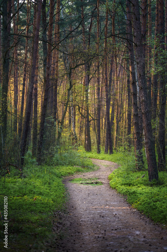 Piękna widokowa ścieżka w sosnowym lesie
