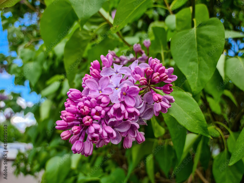 A bush of colorful terry lilac in the garden A bush of colorful terry lilac in the garden