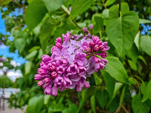 A bush of colorful terry lilac in the garden