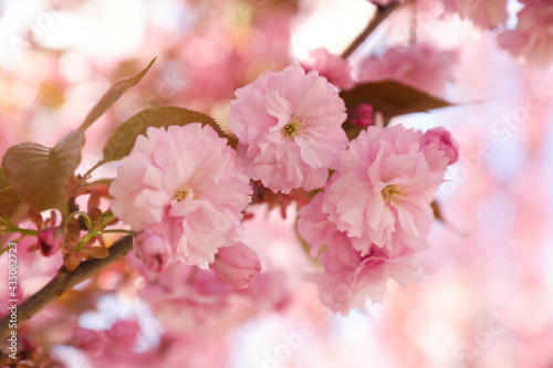 Delicate spring pink cherry blossoms on tree outdoors  closeup