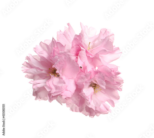 Beautiful pink sakura blossoms isolated on white