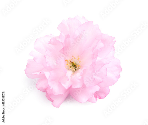 Beautiful pink sakura blossom isolated on white