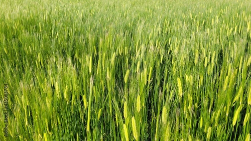 Barley, barley field, green barley field © jongho