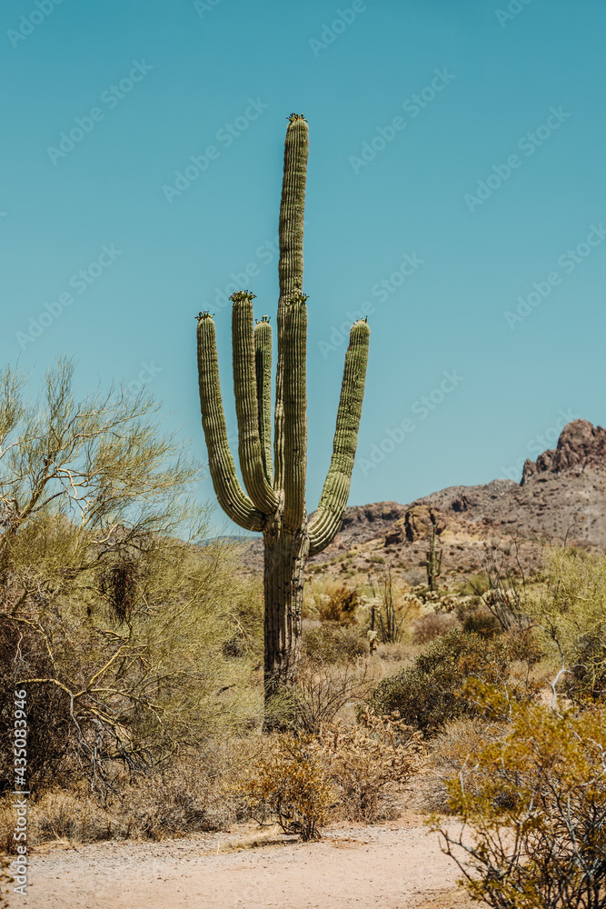 Saguaro cactus (Carnegiea gigantea) in the Sonoran Desert in Arizona USA