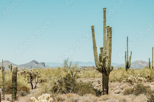 Saguaro cactus (Carnegiea gigantea) in the Sonoran Desert in Arizona USA photo