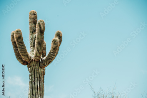 Saguaro cactus (Carnegiea gigantea) in the Sonoran Desert in Arizona USA