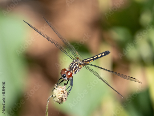 Close-up of a Dragonfly against a plain backgroundalone