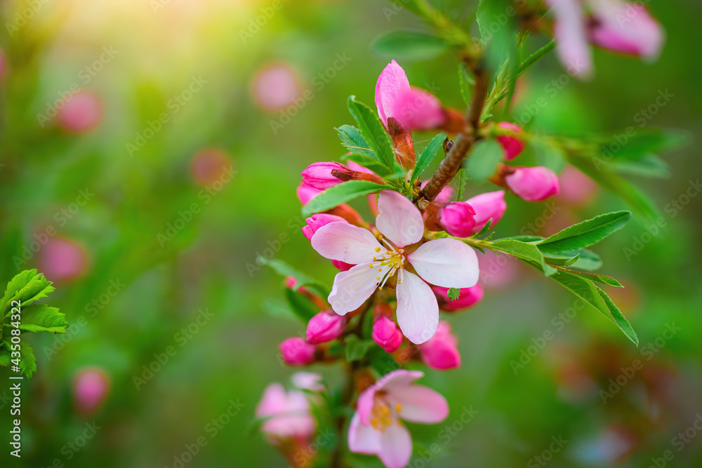 Obraz premium Flowering pink almonds