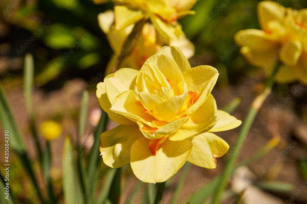narcissus jonqauilla, żonkila , narcyz narcissus jonqauilla, żonkila , narcyz