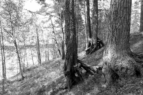 Trunks of old pine trees in the summer forest.