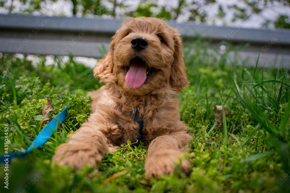 happy fluffy puppy in grass happy fluffy puppy in grass