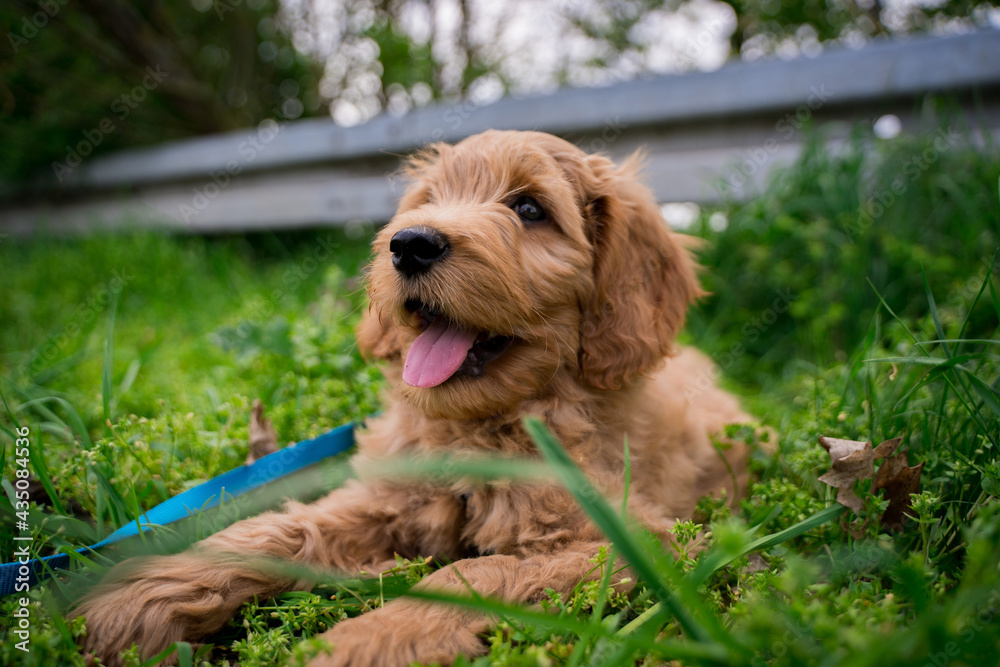 golden doodle puppy resting in the grass