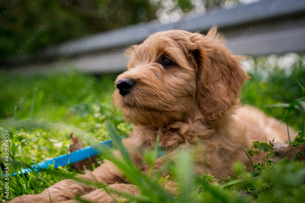 fluffy puppy in the grass