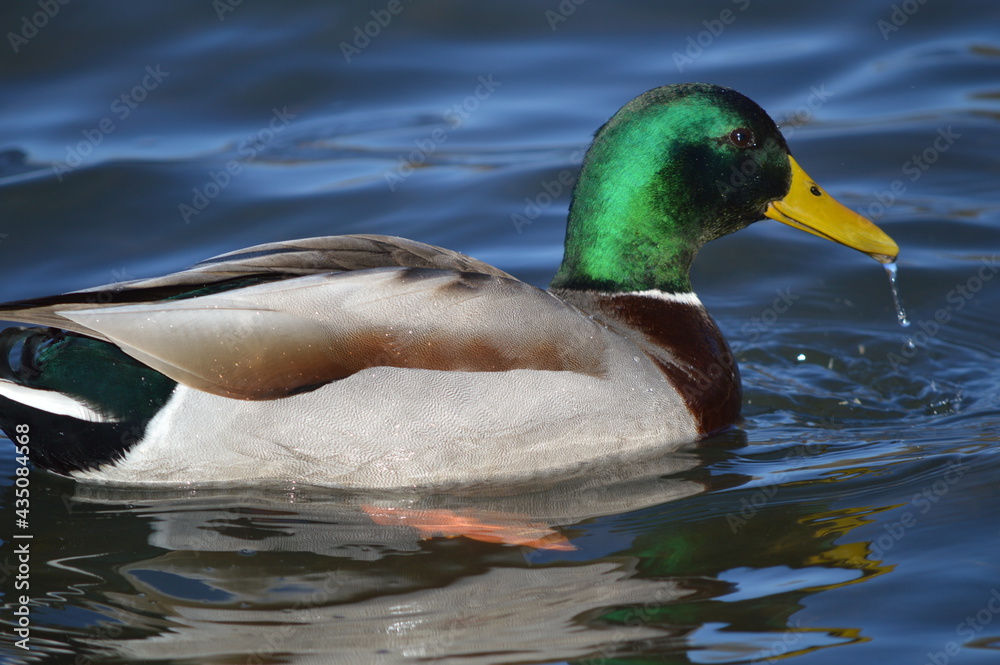 duck on the lake duck on the lake