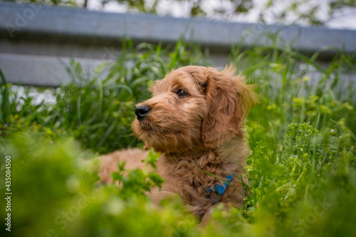 golden doodle dog in the grass