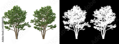 A variety of trees 