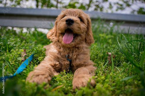 happy fluffy puppy in grass