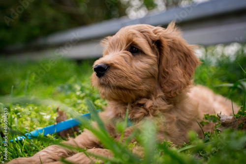 fluffy puppy in the grass