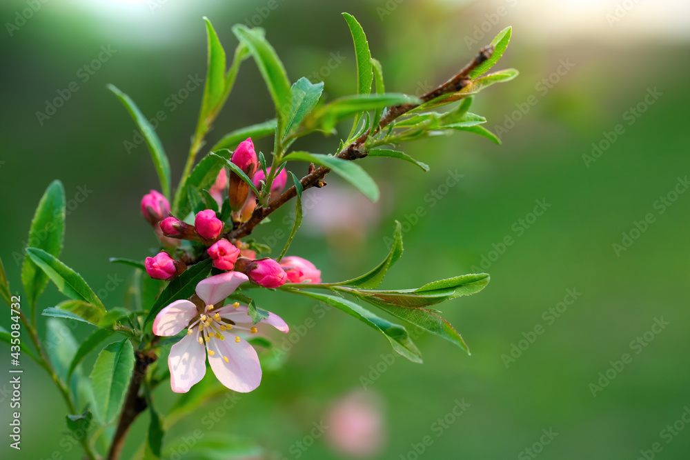 Flowering pink almonds Flowering pink almonds