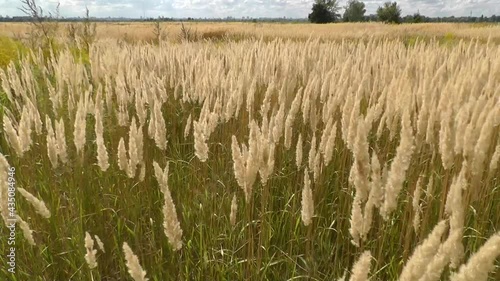 Spikelets fluttering in the wind 1