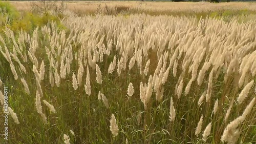 Spikelets fluttering in the wind 2