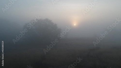 mystical thick fog, trees and sun