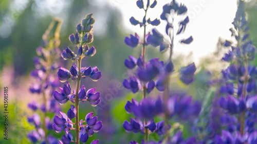 Purple lupine Wildflowers close up growing in a meadow