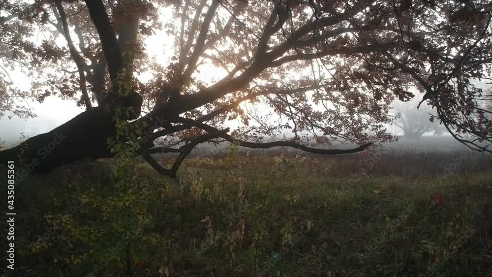 Traveling camera through meadow and foliage of trees 