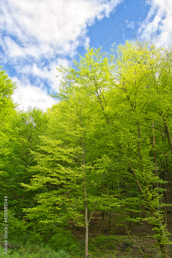 The Palatinate Forest in spring. Palatinate Forest-North Vosges Biosphere Reserve, Germany The Palatinate Forest in spring. Palatinate Forest-North Vosges Biosphere Reserve, Germany