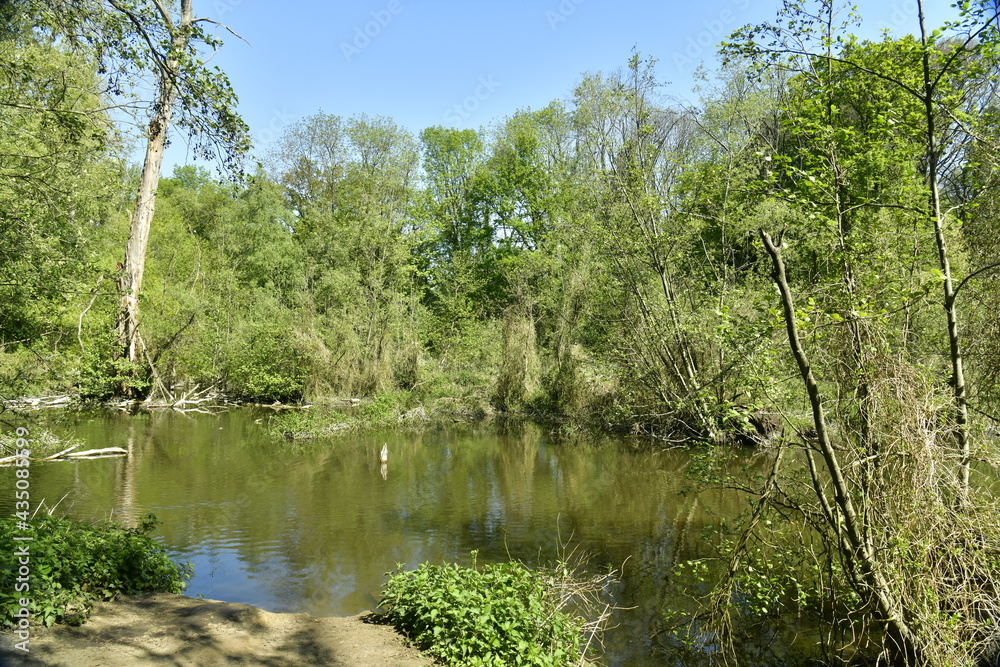 Biodiversité remarquable des marécages reconstitués au parc Malou à Woluwe-St-Lambert 
