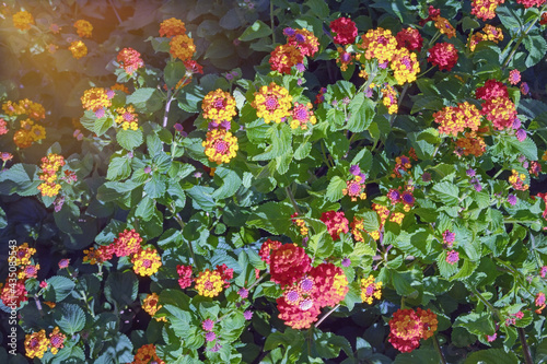 Colorful flowers of Lantana   Lantana camara   in garden on sunny day