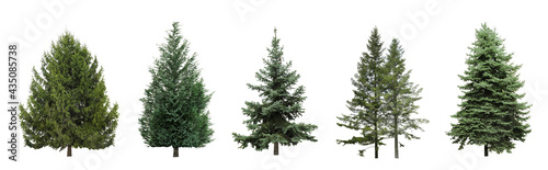 Photographie Beautiful evergreen fir trees on white background, collage