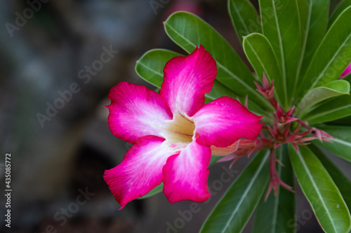 Close up shocking pink blooming flower,  Desert rose, Mock Azalea, Pinkbignonia, Impala lily
 photo