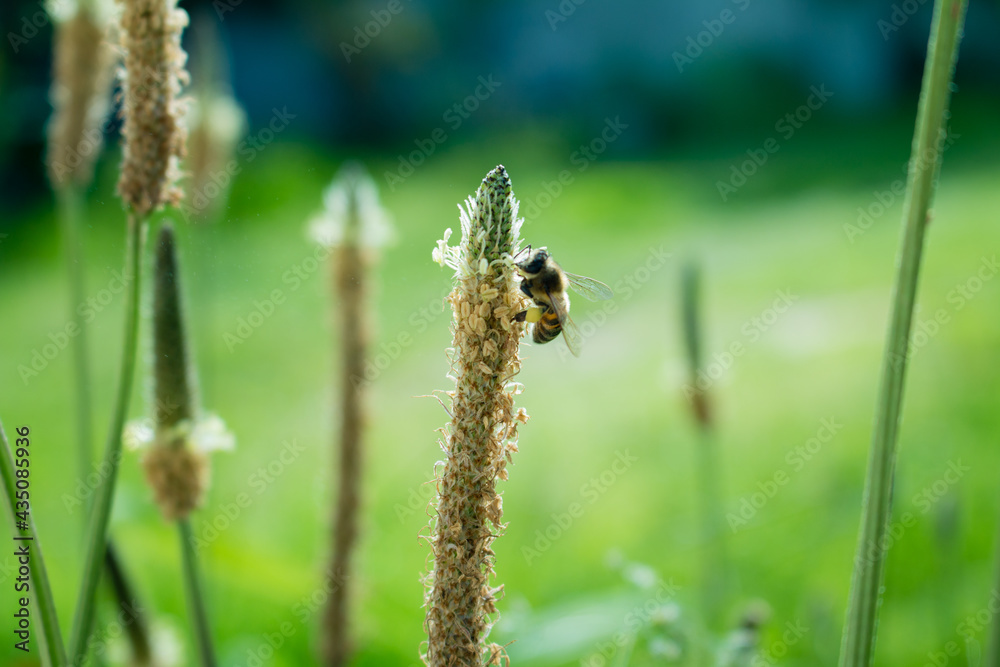 honey bee on a grass